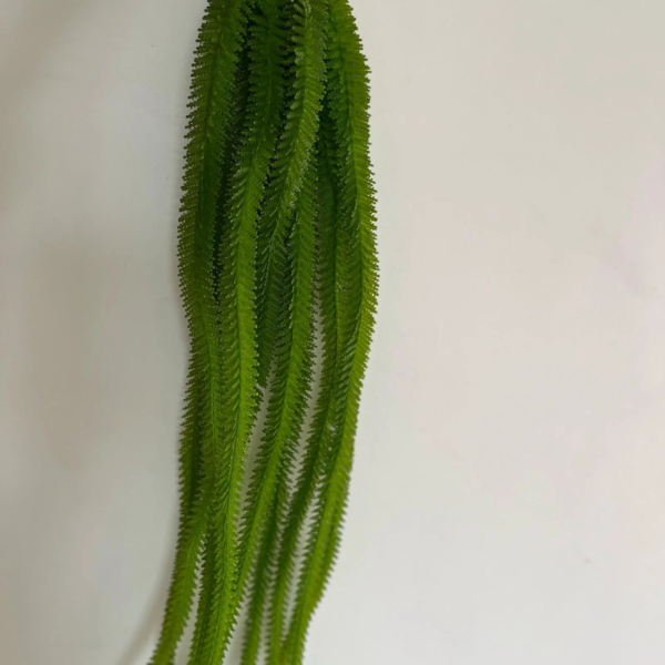 Algue vert